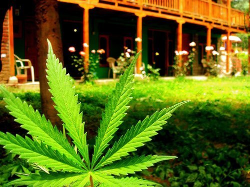 Legalization of Marijuana in California